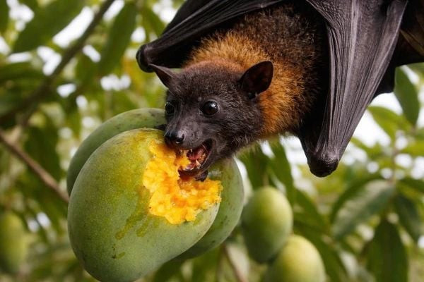 Trước nguy cơ lây lan bệnh do virus Nipah, Cục An toàn thực phẩm đề nghị triển khai các biện pháp bảo đảm an toàn thực phẩm, phòng, chống dịch.